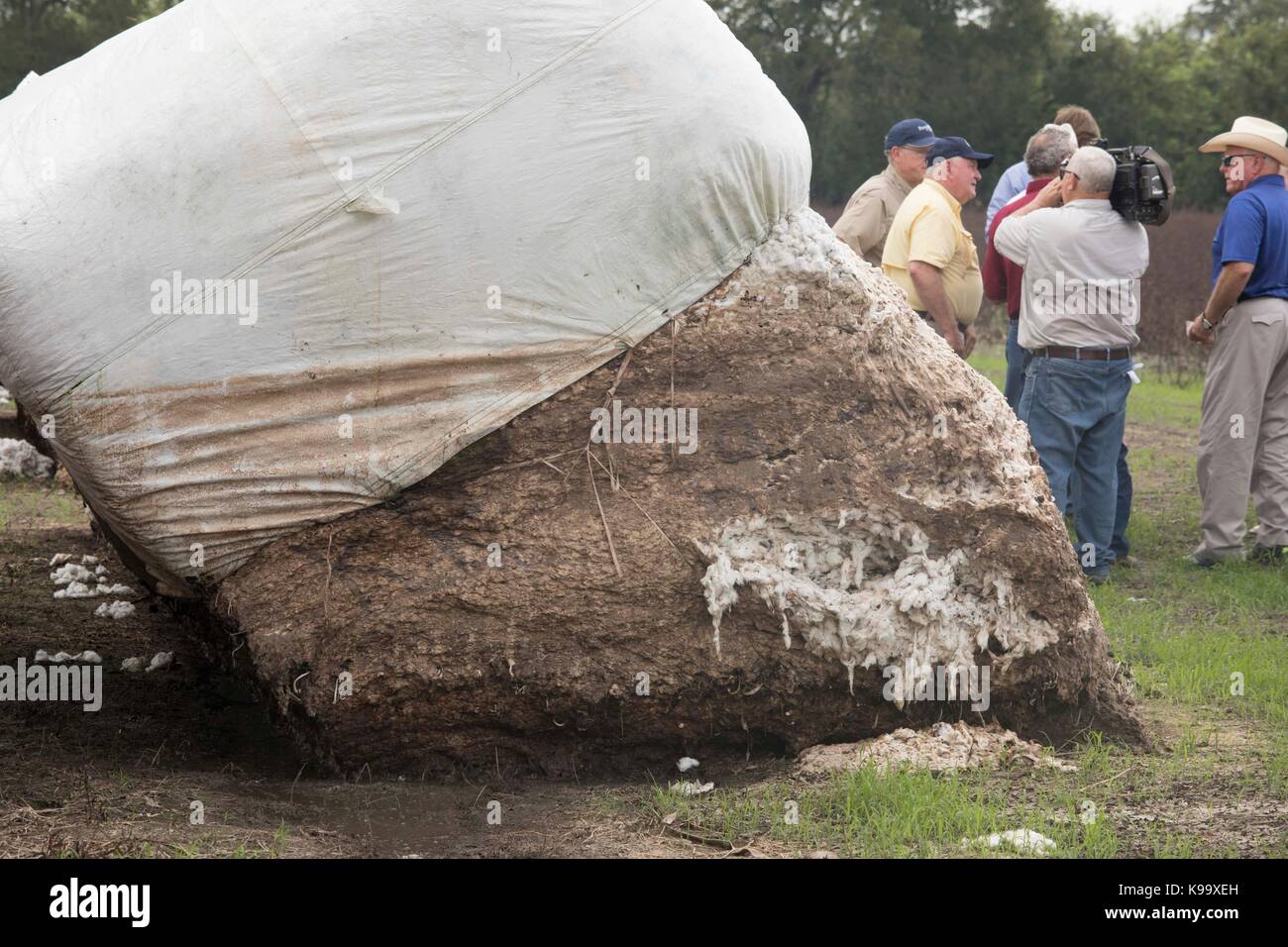 El campo, Stati Uniti d'America. Xxi Sep, 2017. degli Stati Uniti Segretario di Agricoltura sonny perdue (giallo shirt), casa agricoltura presidente mike conaway (tan) e Texas commissario per l'agricoltura sid Miller (blu) tour fattorie di cotone devastata dall'uragano harvey tre settimane fa. Credito: bob daemmrich/alamy live news Foto Stock