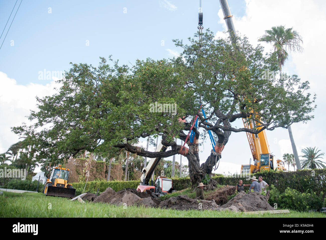 West Palm Beach, Florida, Stati Uniti d'America. Il 22 settembre, 2017. I lavoratori del sito paranco a Buttonwood Tree tramite una gru in Palm Beach, Florida, il Venerdì, 22 settembre 2017. Il 42.000-pound tree saranno trasferiti al rinnovato Bradley parco vicino Royal Poinciana modo. Credito: Andres Leiva/Palm Beach post/ZUMA filo/Alamy Live News Foto Stock