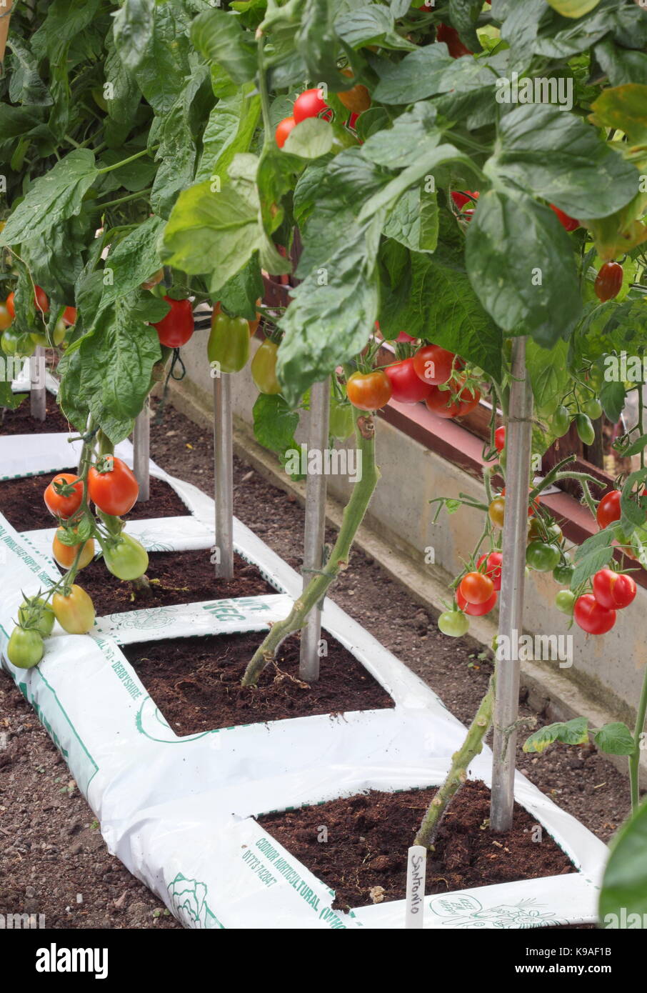 "Alicante" pomodori in growbags, maturazione in una serra in un giardino inglese in tarda estate, Regno Unito Foto Stock