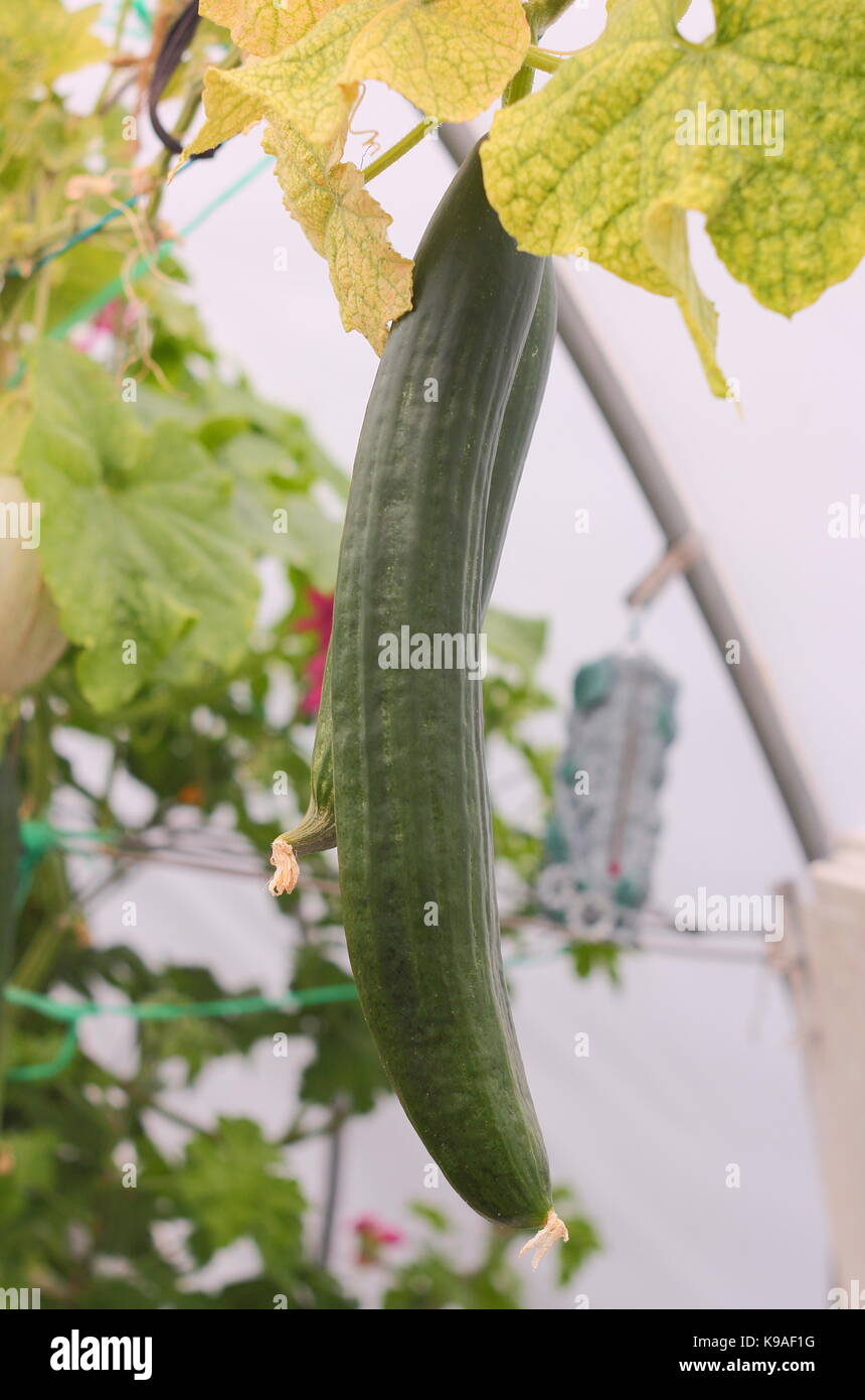 Homegrown 'Femspot" varietà cetrioli crescente sotto la copertura su un inglese un riparto garden, REGNO UNITO Foto Stock