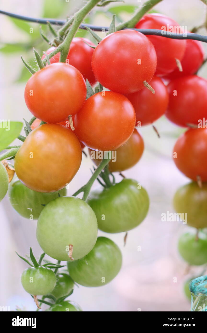 "Alicante" Pomodori maturazione in una serra in un giardino inglese in tarda estate, REGNO UNITO Foto Stock