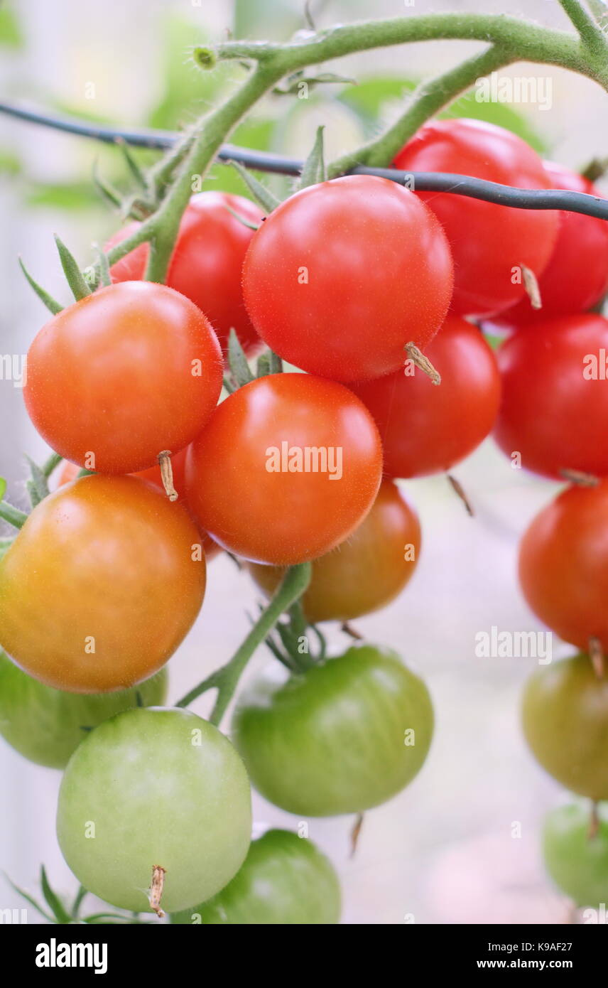 "Alicante" Pomodori maturazione in una serra in un giardino inglese in tarda estate, REGNO UNITO Foto Stock