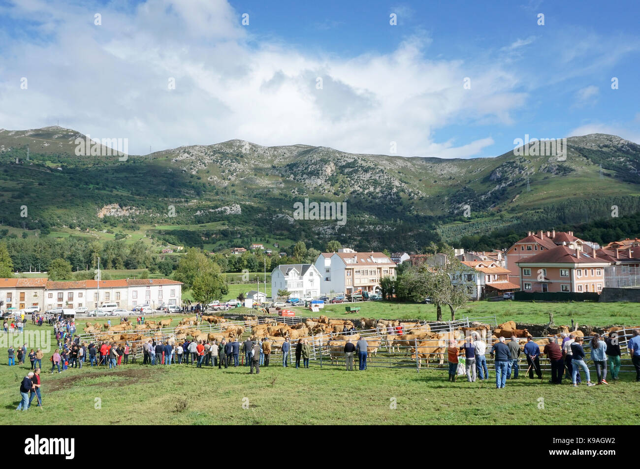 Scorte vive e mercato Catlle nella città di riquadri in Asturias Spagna Foto Stock