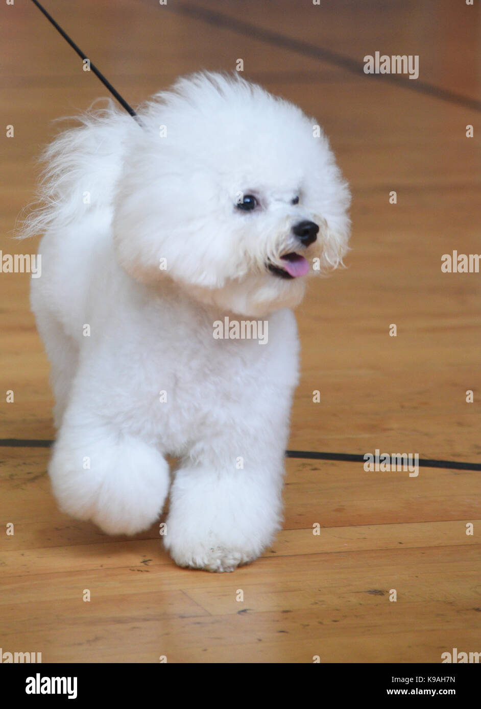 Bichon Frise (parentesi cagnolino) è una piccola razza di cane del Bichon tipo. Il Bichon Frise è un membro del gruppo Non-Sporting di razze di cani in U Foto Stock