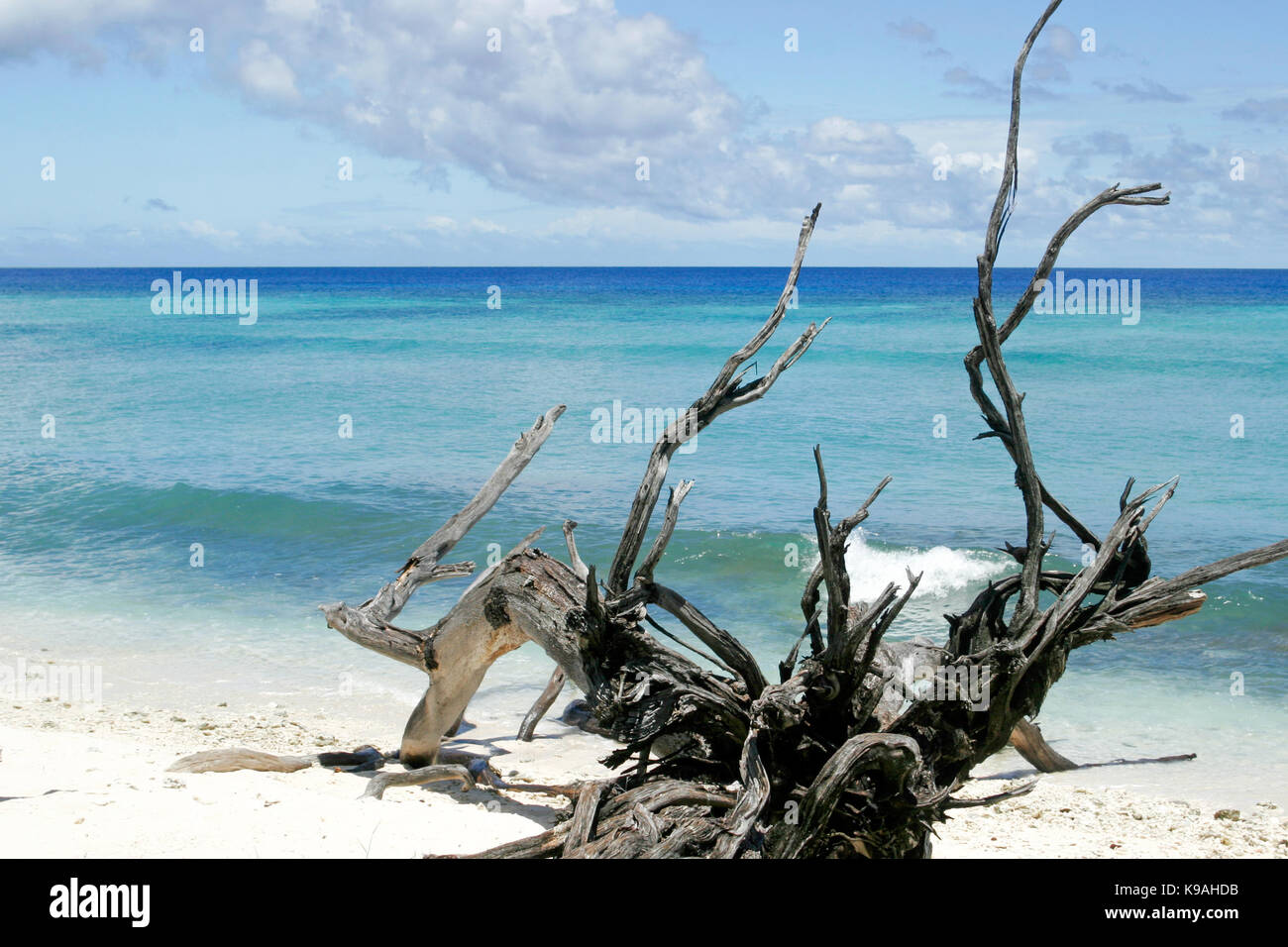 Il paradiso è un'isola tropicale con una spiaggia di sabbia bianca e acqua cristallina e una scultura driftwood progettato dalla natura. Foto Stock