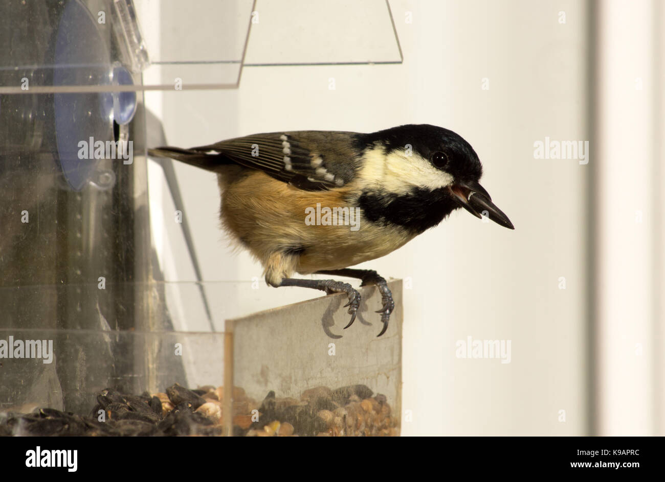 Cincia mora (Parus ater) sulla finestra alimentatore con olio di semi di girasole Foto Stock