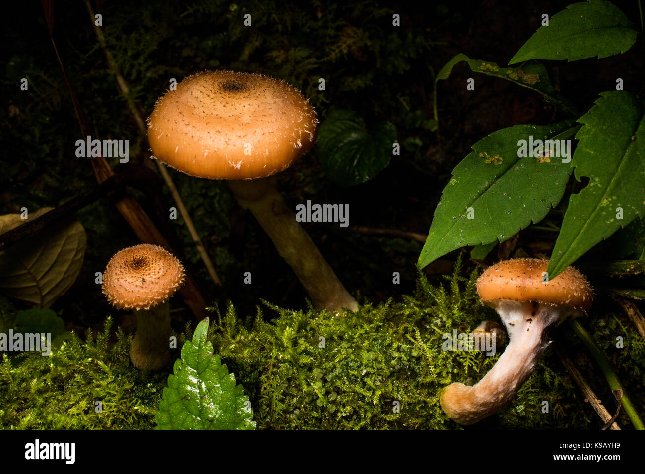 I funghi selvatici crescente nella foresta. Foto Stock