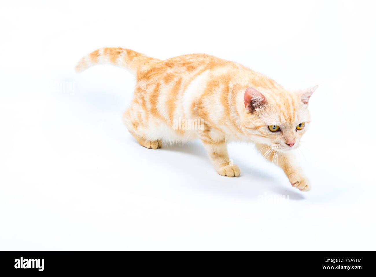 Carino american shorthair cat su sfondo bianco Foto Stock