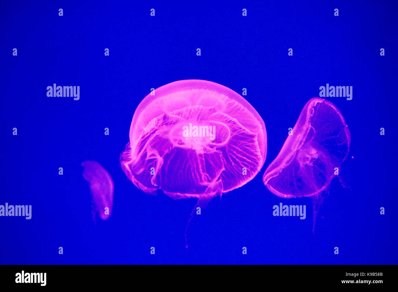 Luna medusa (aurelia aurita) in un acquario. Foto Stock
