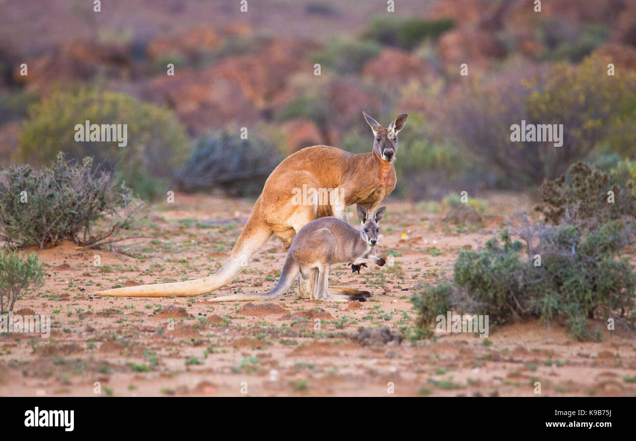 Canguro rosso (Macropus rufus), Sturt National Park, outback NSW, Australia Foto Stock