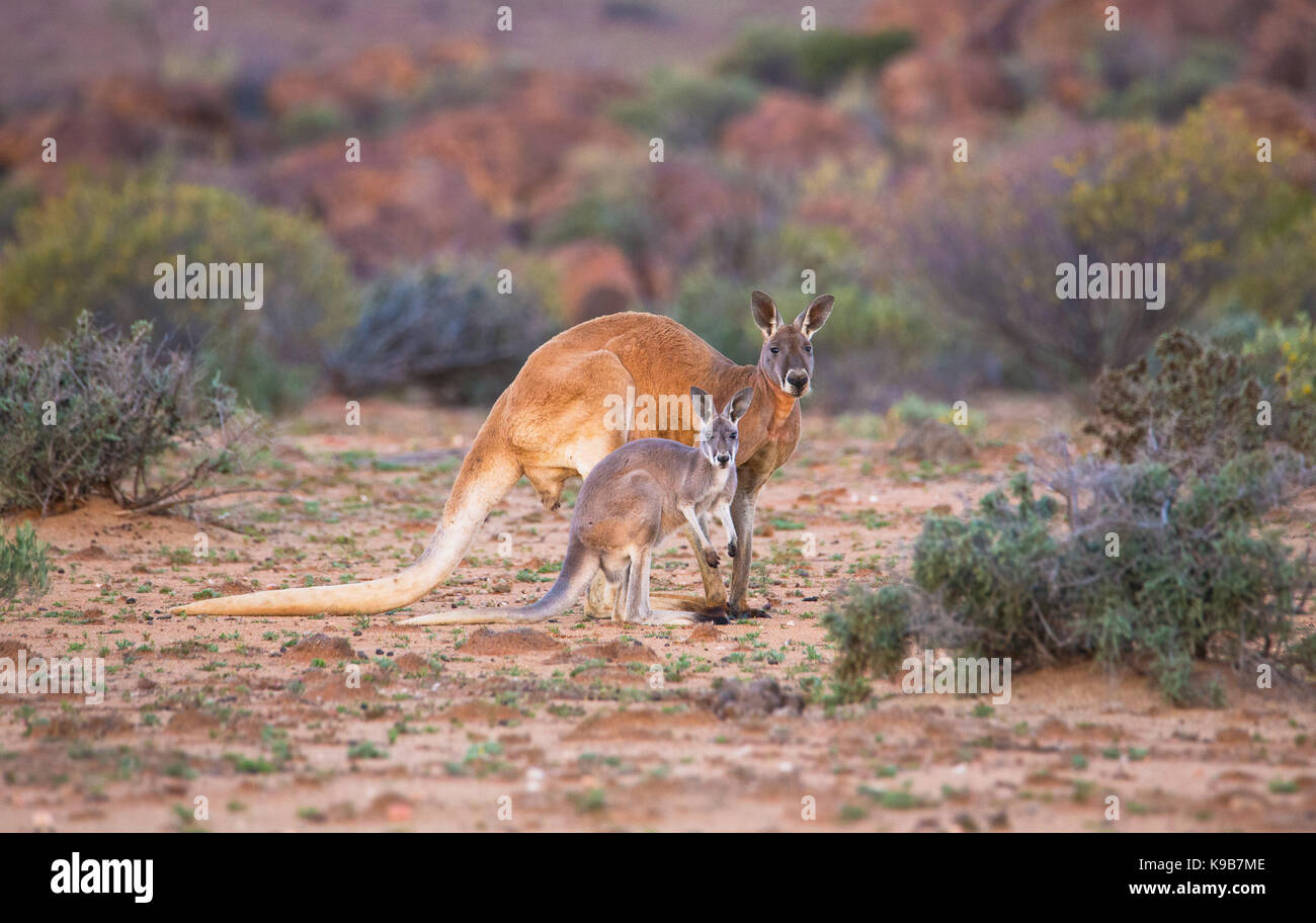 Canguro rosso (Macropus rufus), Sturt National Park, outback NSW, Australia Foto Stock