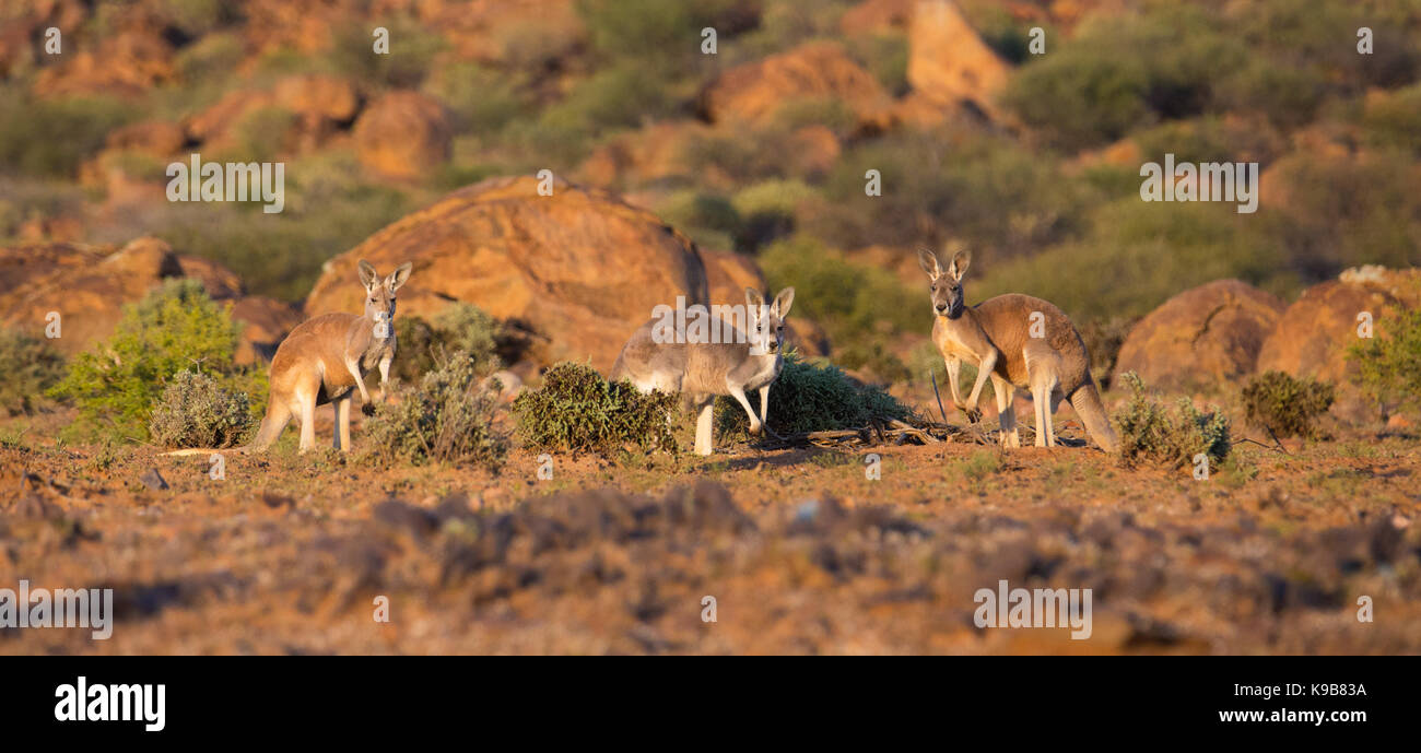Canguro rosso (Macropus rufus), Sturt National Park, outback NSW, Australia Foto Stock
