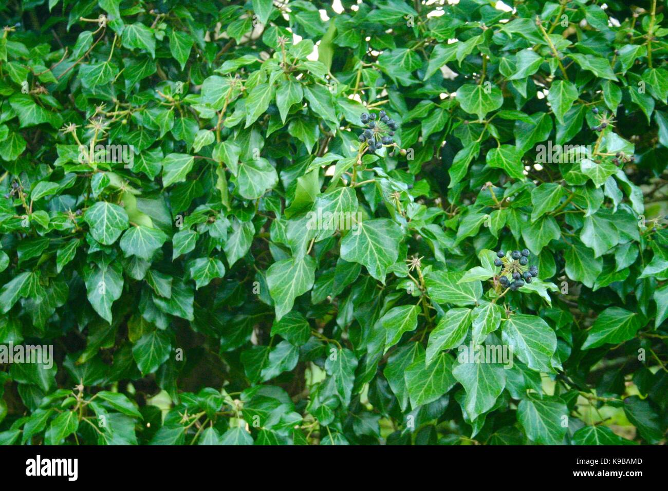 Verde foglie d'Edera in inverno Scheda di Natale Foto Stock