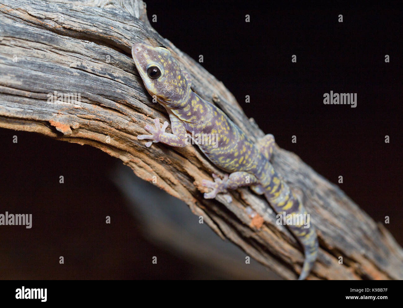 Velluto di marmo Gecko (Oedura marmorata), Queensland, Australia Foto Stock