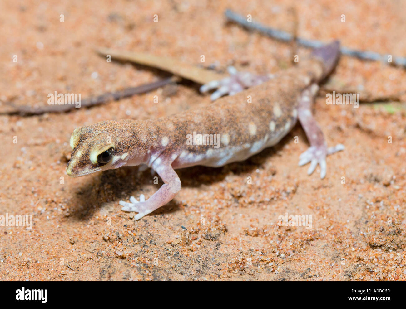 Fatturati Gecko (Rhynchoedura ormsbyi), Queensland, Australia Foto Stock