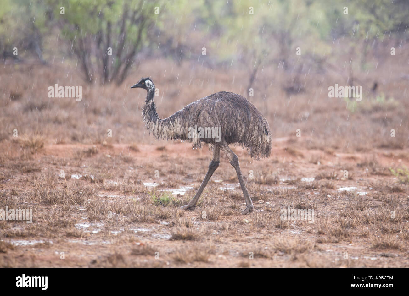 Emu (Dromaius novaehollandiae), outback Queensland, Australia Foto Stock