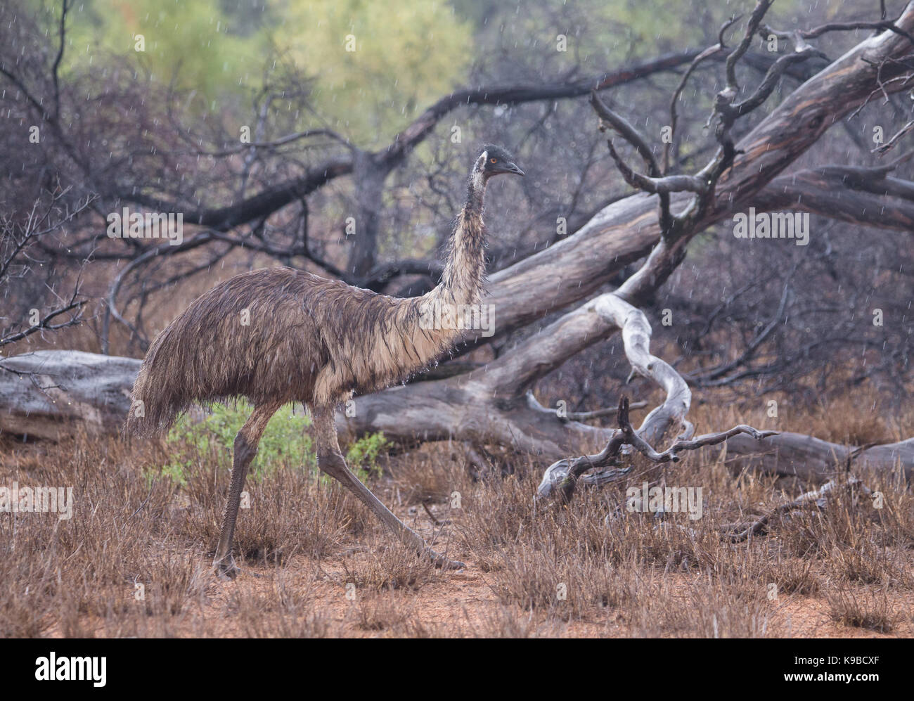 Emu (Dromaius novaehollandiae), outback Queensland, Australia Foto Stock