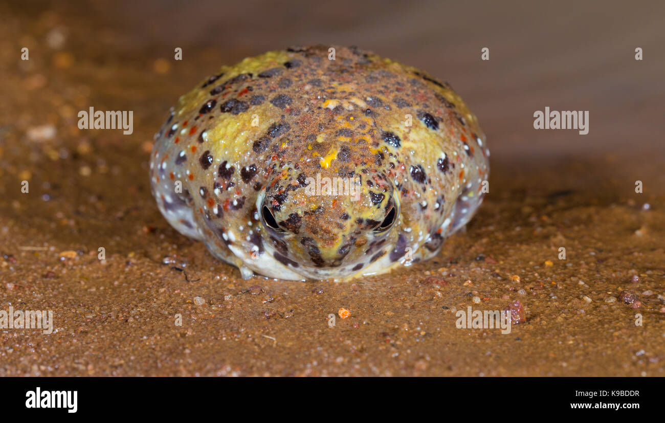 Crocifisso Toad, noto anche come Santa Croce (Rana Notaden bennettii), Cunnamulla, Queensland, Australia Foto Stock
