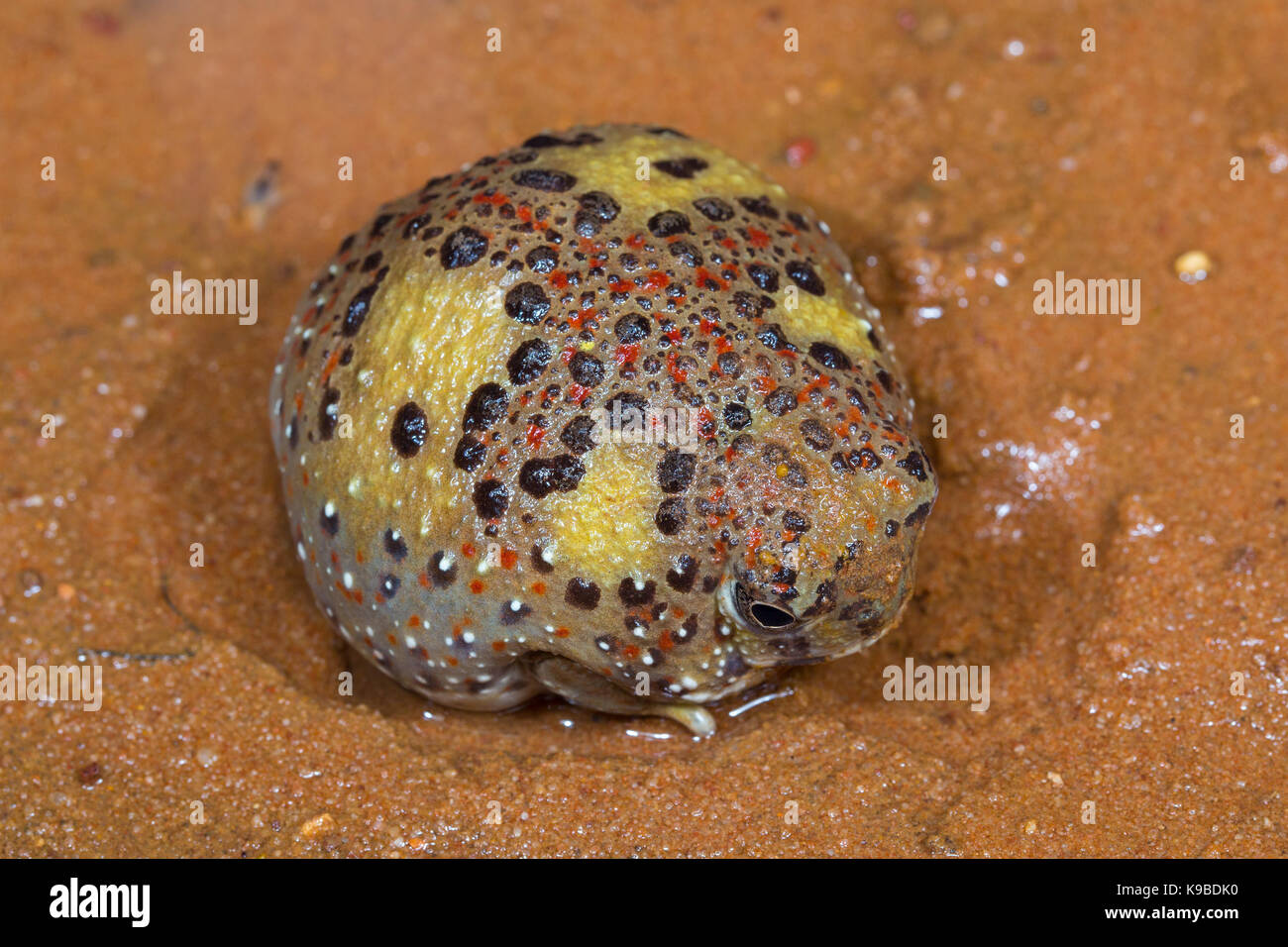 Crocifisso Toad, noto anche come Santa Croce (Rana Notaden bennettii), Cunnamulla, Queensland, Australia Foto Stock