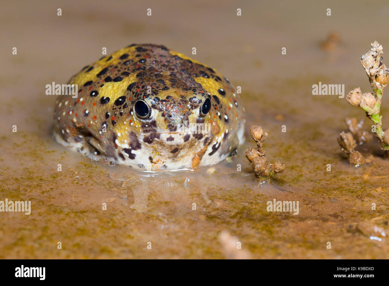 Crocifisso Toad anche sapere come Santa Croce (Rana Notaden bennettii), Cunnamulla, Queensland, Australia Foto Stock