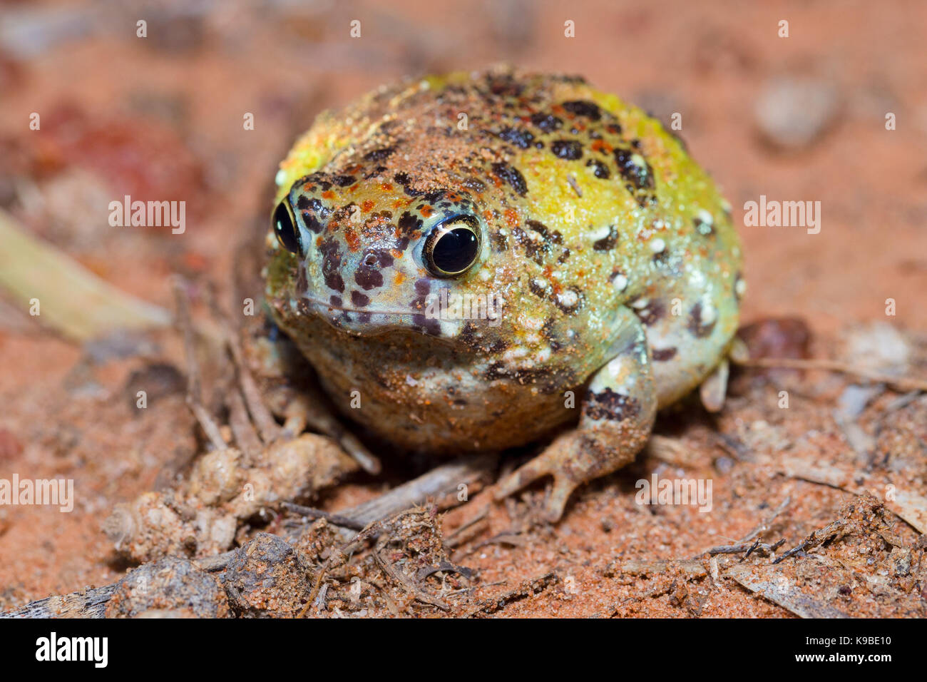 Crocifisso Toad, noto anche come Santa Croce (Rana Notaden bennettii), Cunnamulla, Queensland, Australia Foto Stock
