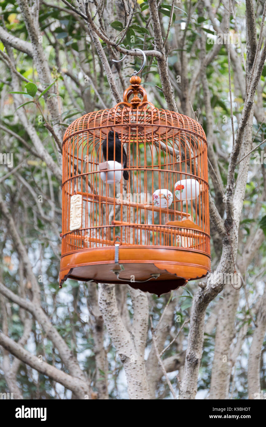 Black Bird in gabbia vintage al di fuori Foto Stock