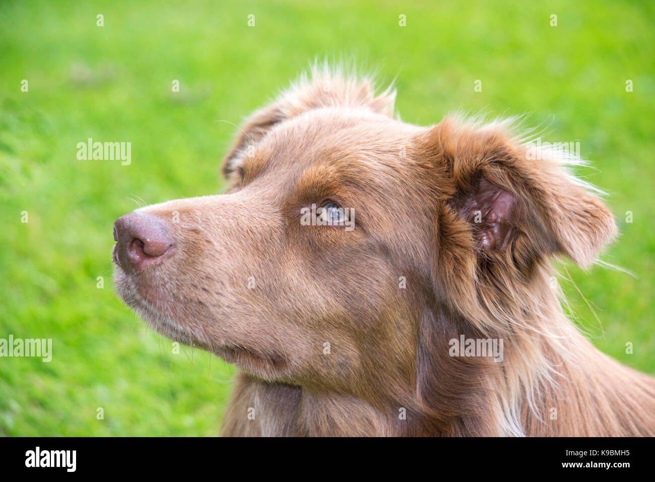 Border Collie sheep dog ritratto Foto Stock