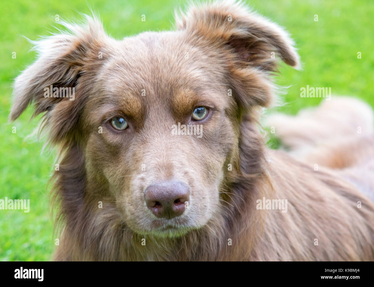 Border Collie sheep dog ritratto Foto Stock