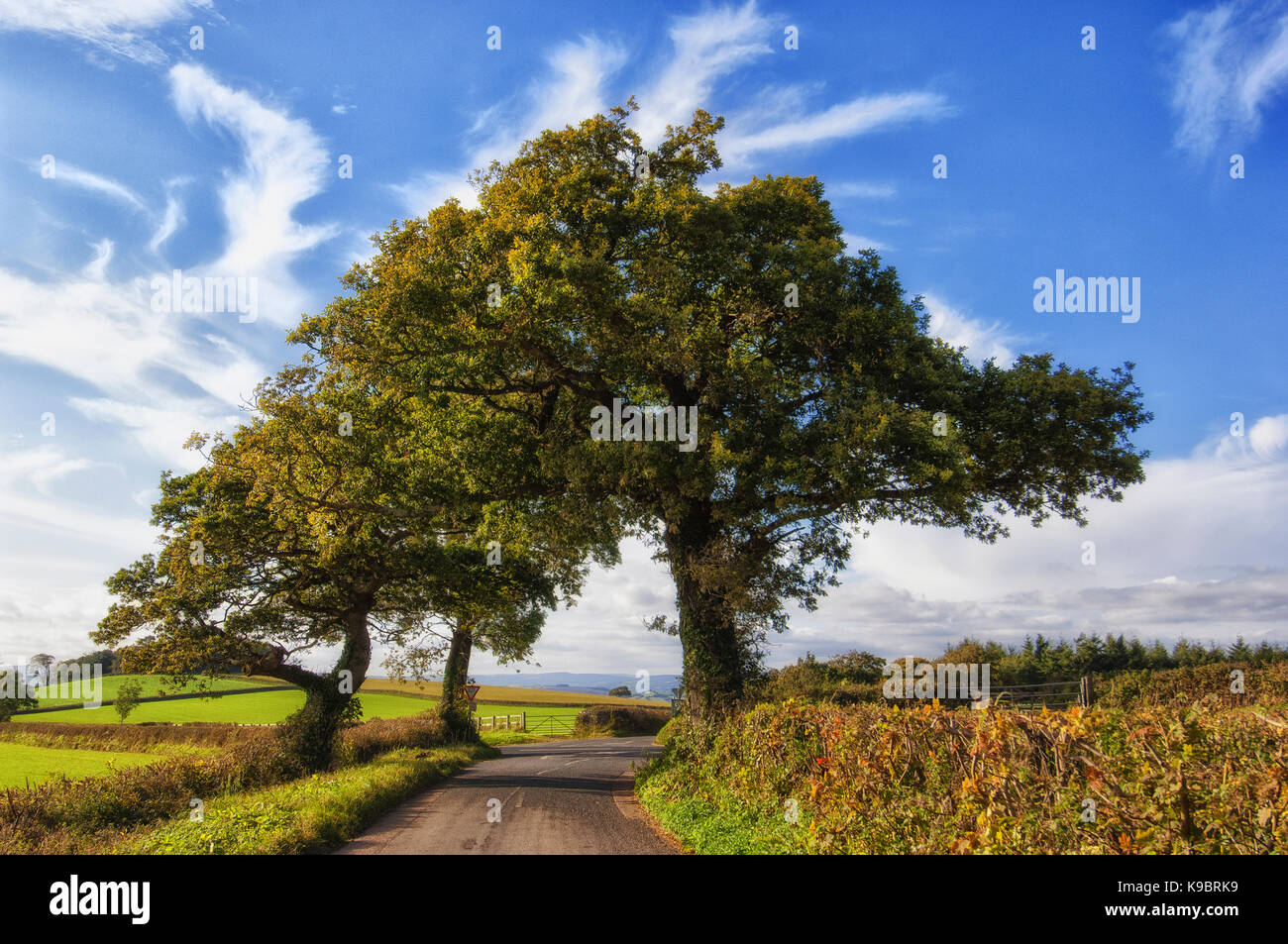 Arco di alberi presso Berry pomeroy - devon - Regno Unito contro un drammatico cielo estivo Foto Stock