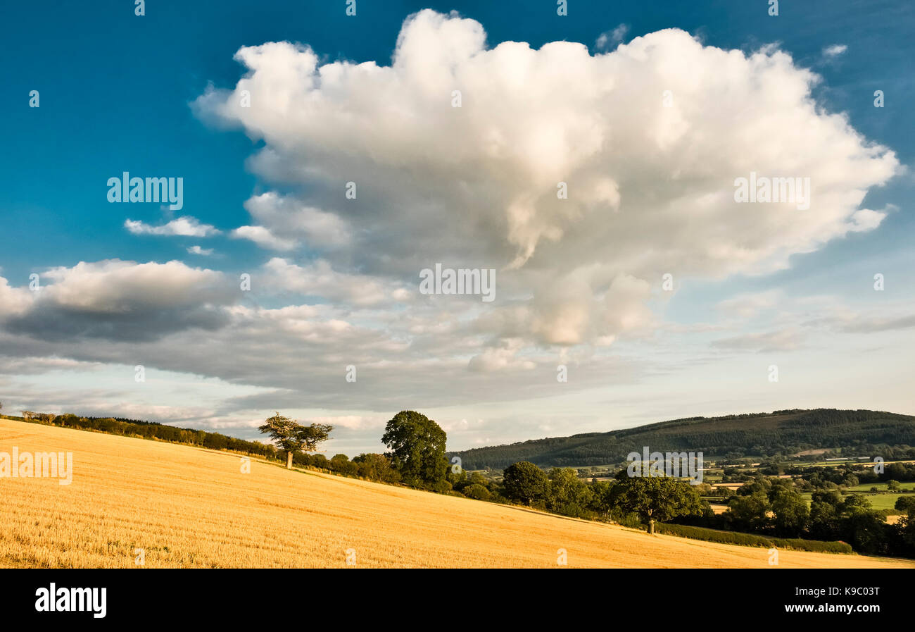 Stapleton, Herefordshire, UK. Vista serale in un campo di stoppie dopo il raccolto, tarda estate Foto Stock