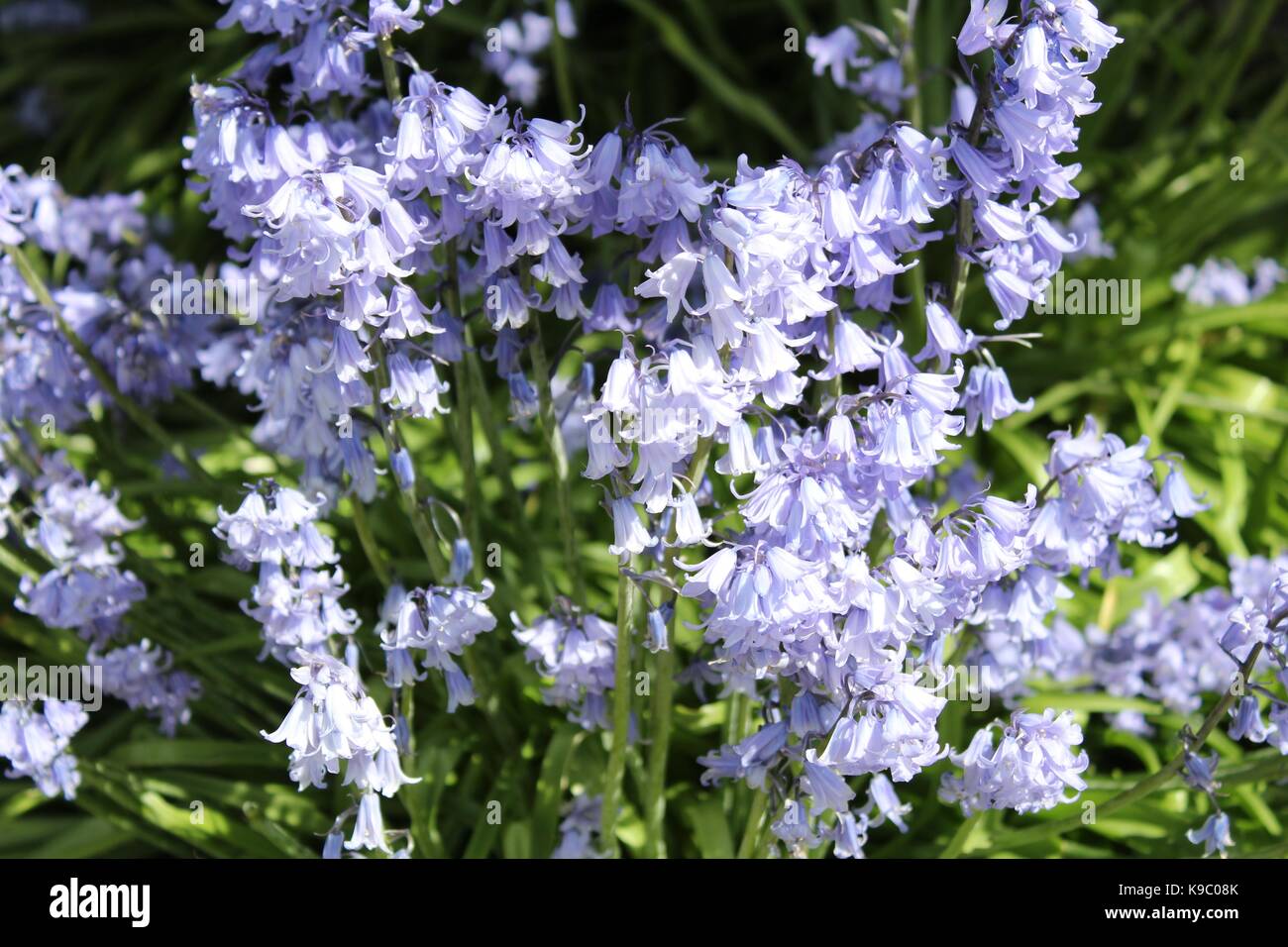 il blue bells Foto Stock