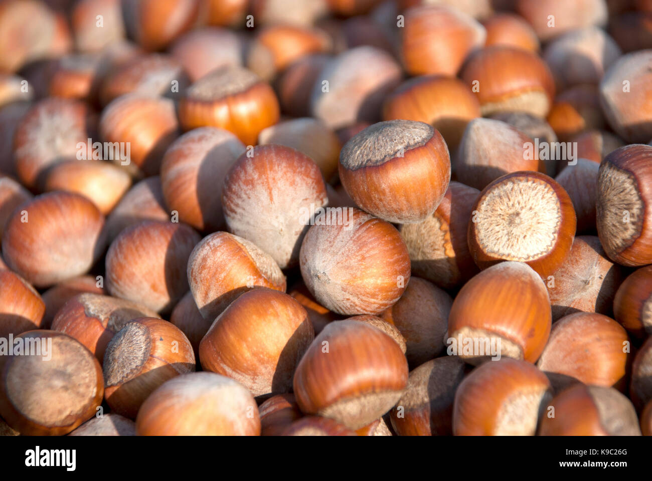 nocciole Foto Stock