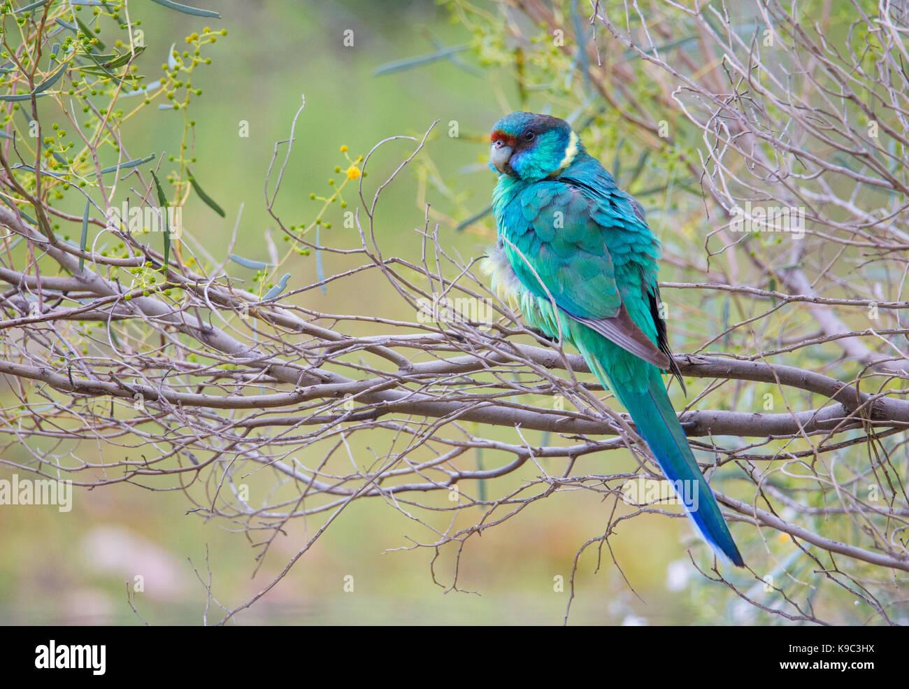 Mallee Ringneck (sottospecie di Australian ringneck - (Barnardius zonarius barnardi) in Flinders Ranges, Sud Australia Foto Stock