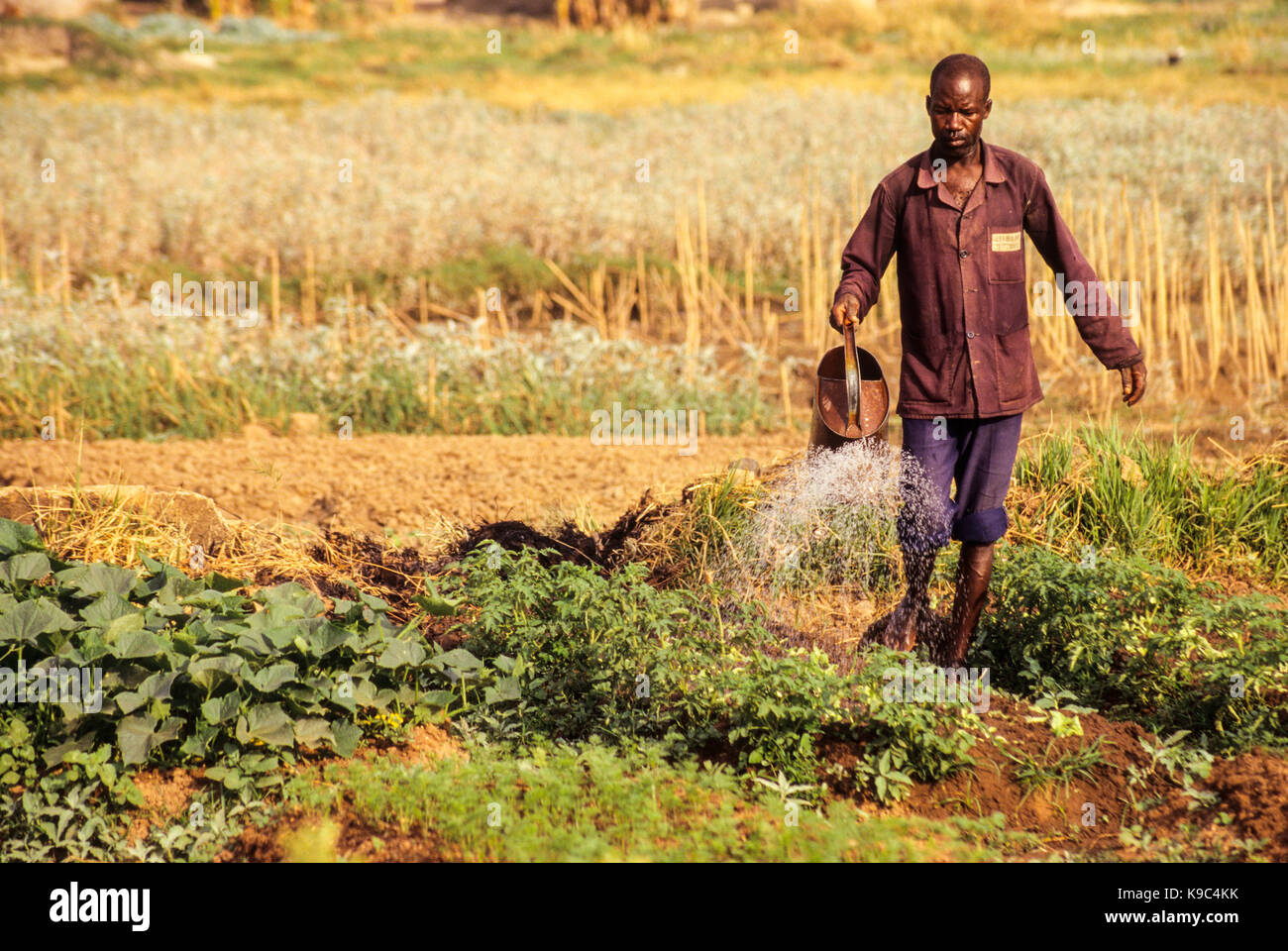 Korhogo, Costa d'Avorio, Costa d'Avorio. L'agricoltore Senoufo tendendo la sua trama orto. Foto Stock