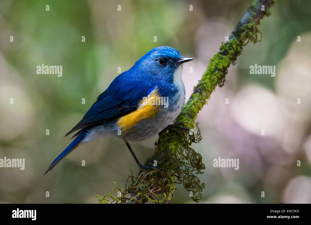 Maschio Bluetail himalayano (Tarsiger rufilatus), conosciuto anche come Orange-fiancheggiata Bush-robin - Doi Lang, Thailandia Foto Stock