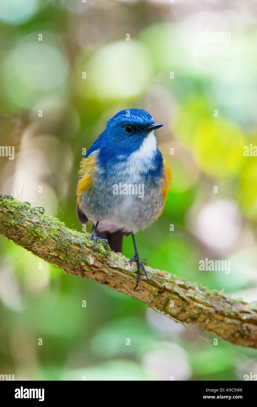 Maschio Bluetail himalayano (Tarsiger rufilatus), conosciuto anche come Orange-fiancheggiata Bush-robin - Doi Lang, Thailandia Foto Stock