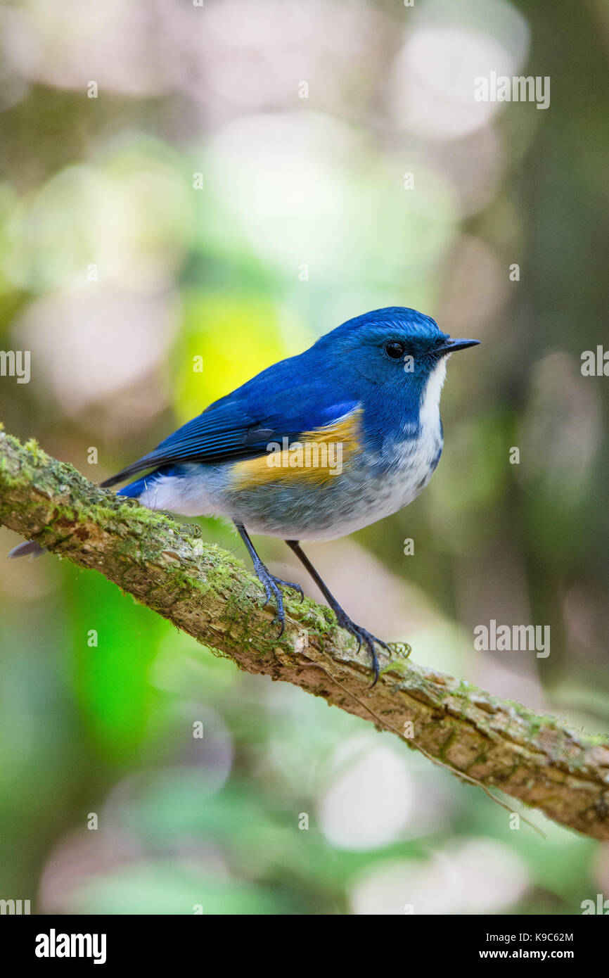 Maschio Bluetail himalayano (Tarsiger rufilatus), conosciuto anche come Orange-fiancheggiata Bush-robin - Doi Lang, Thailandia Foto Stock