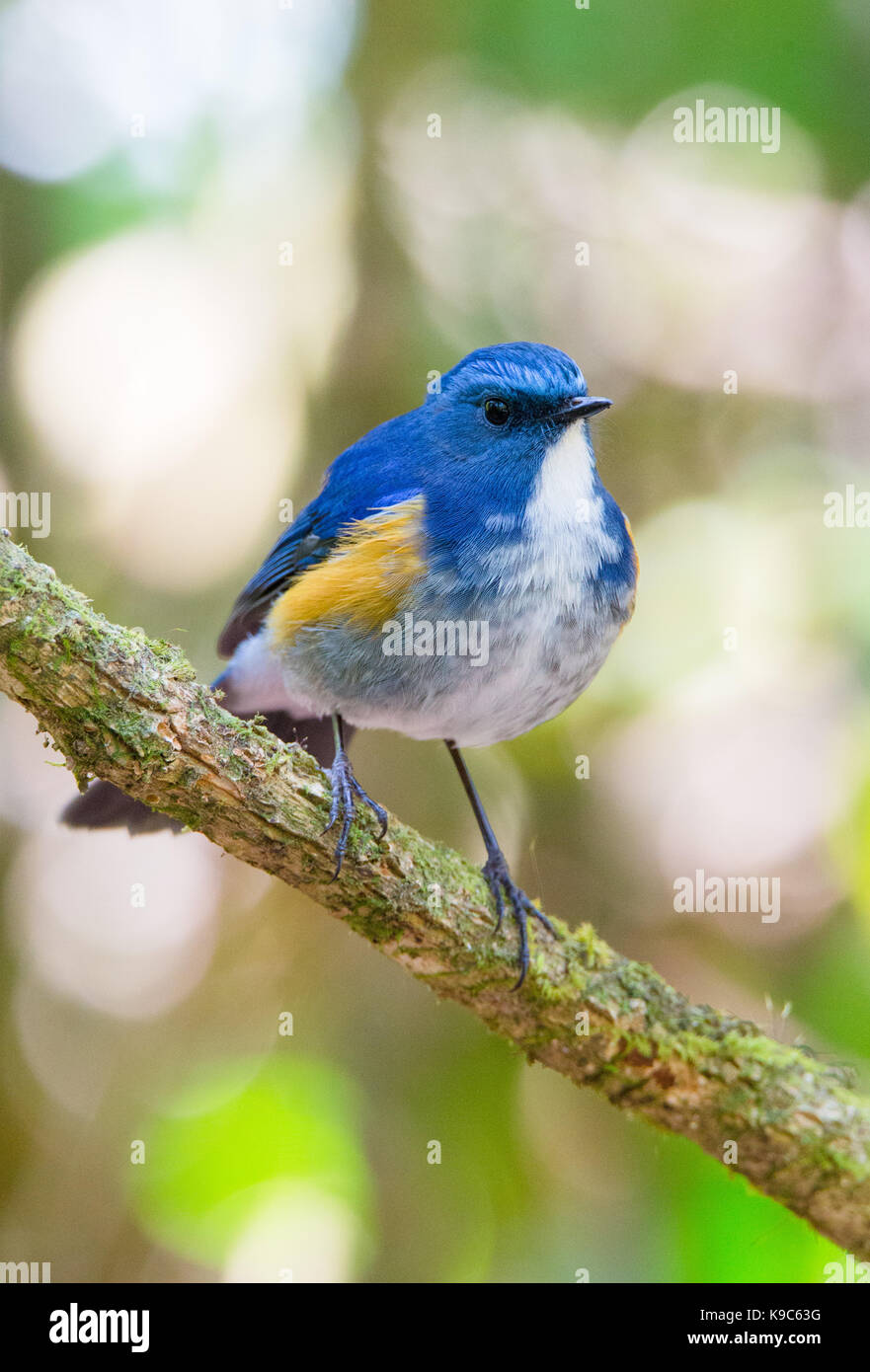 Maschio Bluetail himalayano (Tarsiger rufilatus), conosciuto anche come Orange-fiancheggiata Bush-robin - Doi Lang, Thailandia Foto Stock