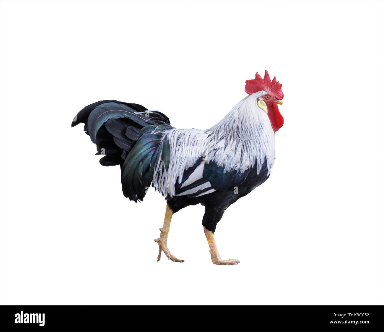 Bella gallo maschio isolato su sfondo bianco. Foto Stock