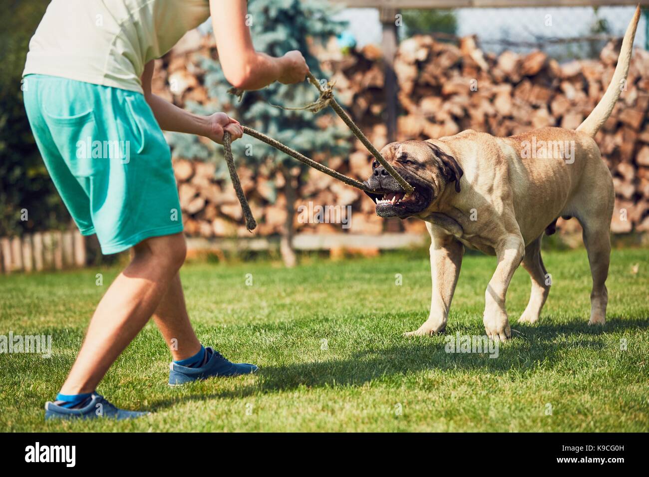 Giovane uomo è giocare con il cane pericolose nel giardino. Foto Stock