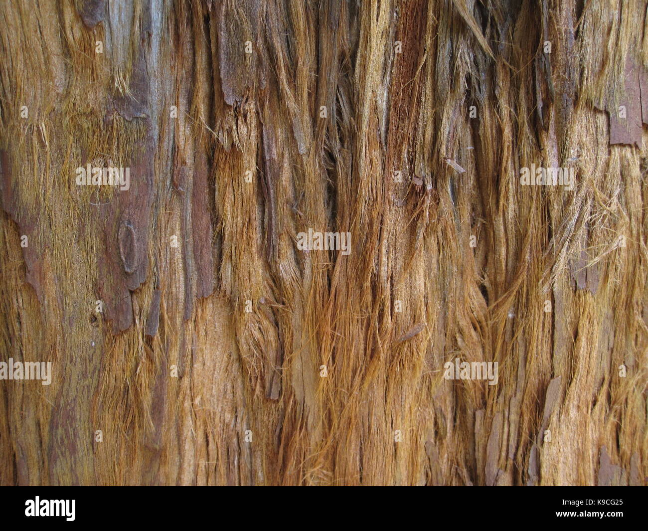 Casca de árvore com fibras, rústica Foto Stock