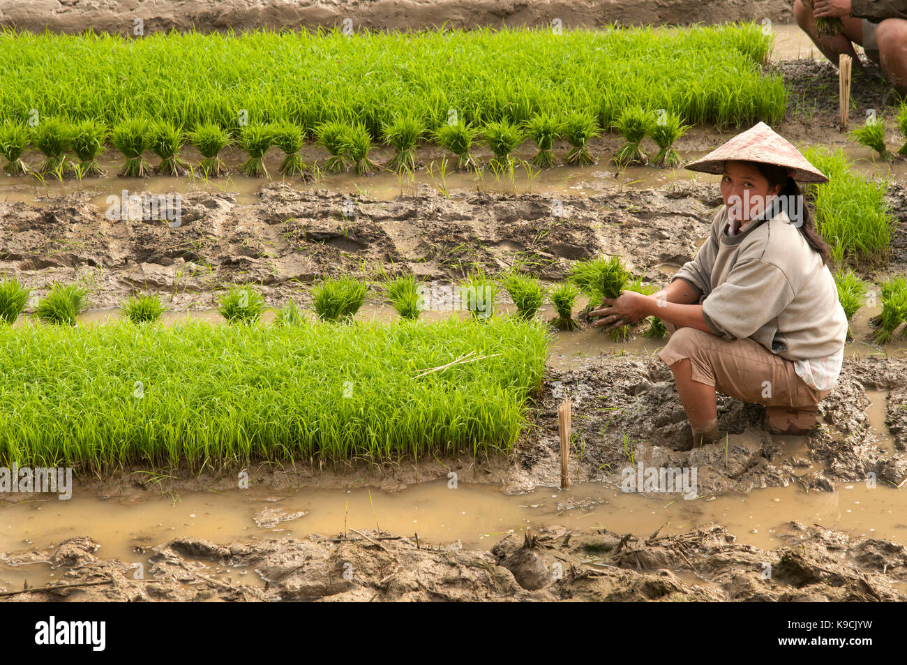 Un laotiano donna che indossa un cappello conico cerca dal fango di riso paddy il campo mentre tenendo un mazzetto di verde fresco germogli di riso nel Laos Foto Stock