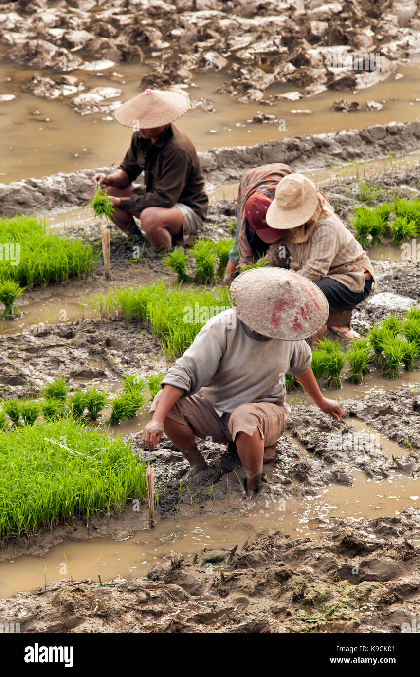 Quattro laotiani due indossando cappelli conici seduti in un fangoso risone raccolto sul campo verde fresco germogli di riso in Muang Ngoi Laos Foto Stock