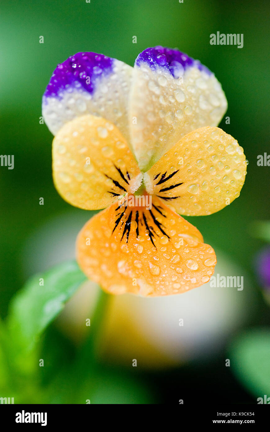 Johnny jump up flower è anche noto come viola, wild pansy e cuore di semplicità Foto Stock