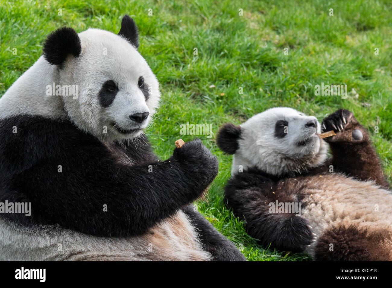 Panda gigante (Ailuropoda melanoleuca) femmina con un anno di vecchio cub mangiare i cookie in zoo Foto Stock