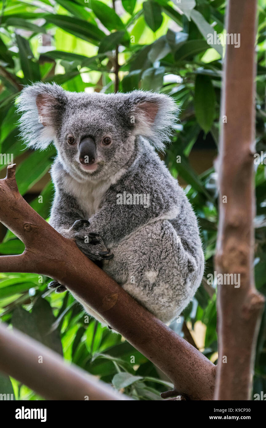 Koala (Phascolarctos cinereus) di appoggio nella struttura ad albero, marsupiale nativo per l'Australia Foto Stock