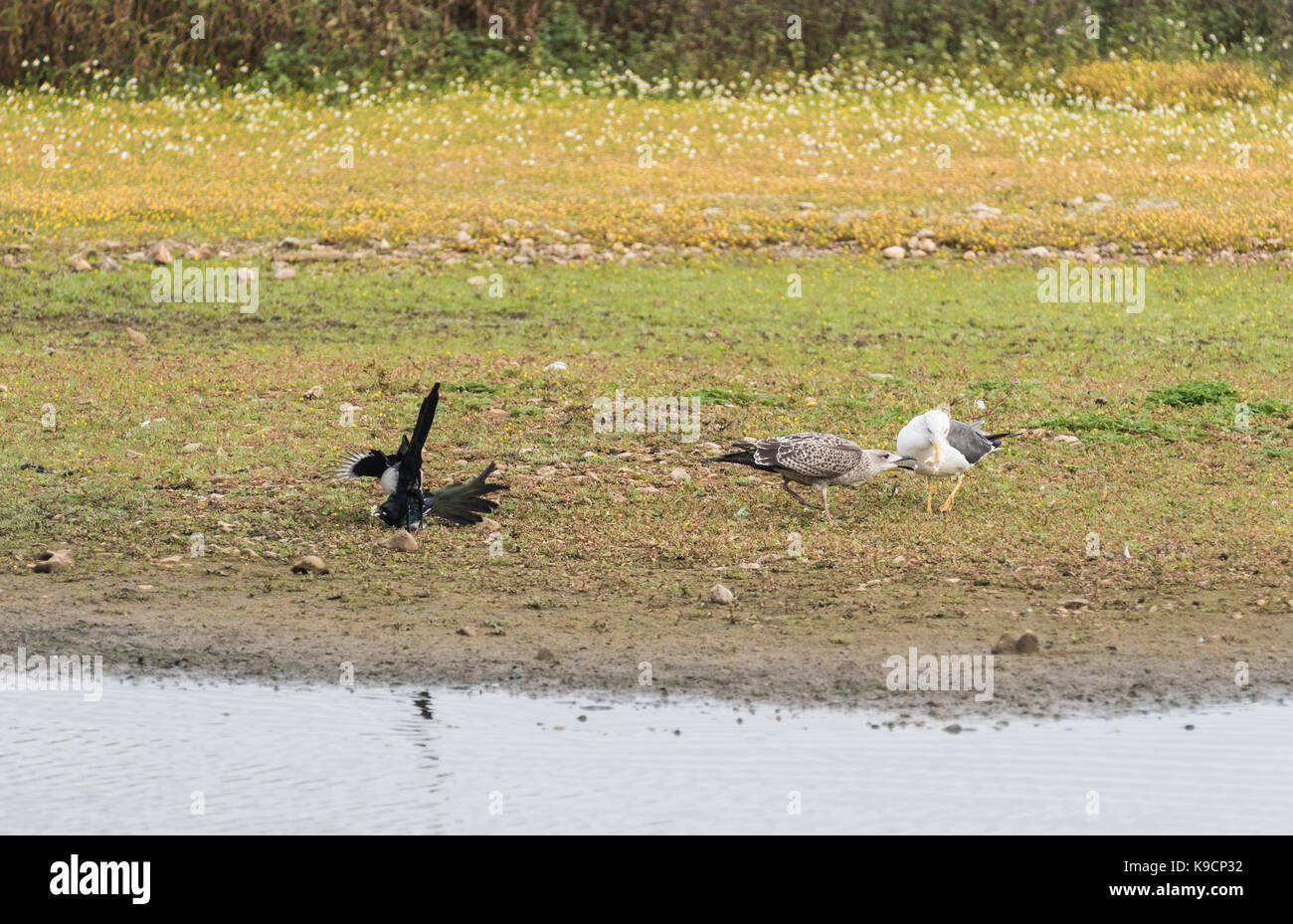 Un adulto minore Gabbiano Black-Backed (Larus fuscus) con beffing adulto e molestato da gazze (Pica pica) Foto Stock