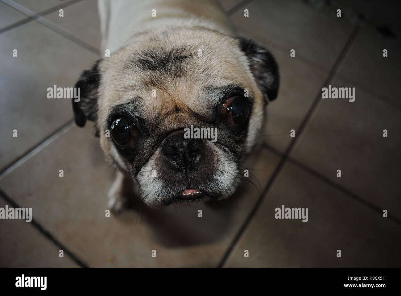 Un pug che sta implorando Foto Stock