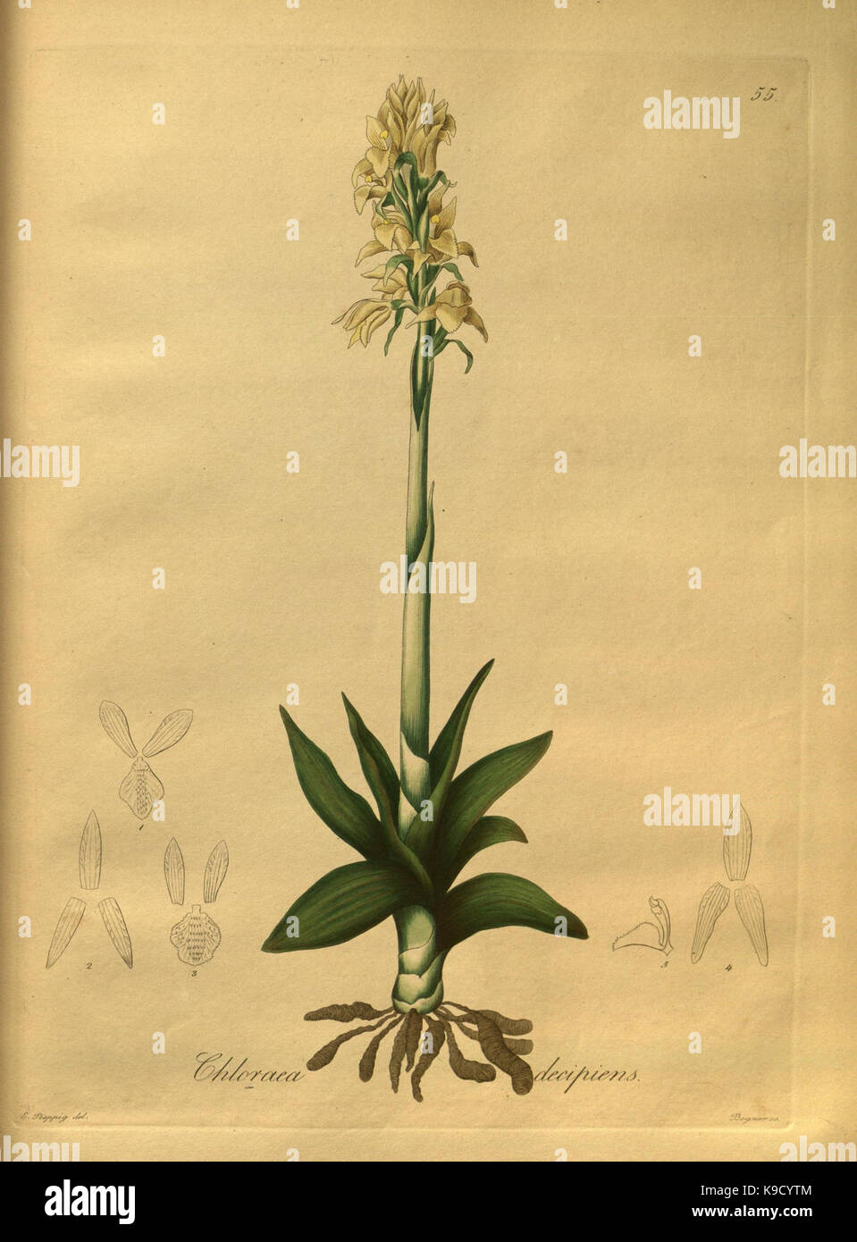 Nova generi ac specie plantarum, quas nel regno Chilensi Peruviano et in terra Amazonica (Pl. 55) (8619538020) Foto Stock