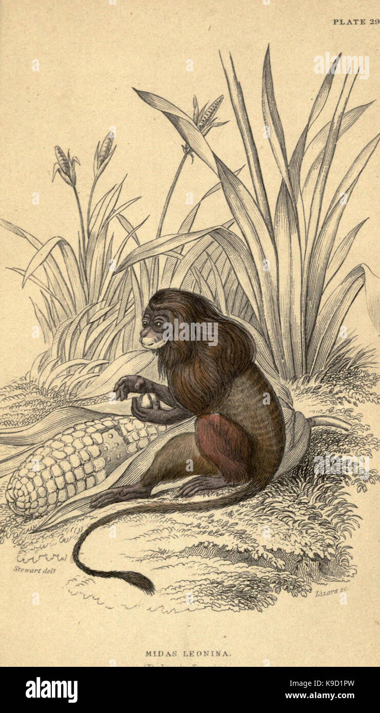 Le scimmie (piastra 29) (6902352930) Foto Stock